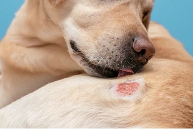 Fenbendazole: Trusted Dewormer for Pets and Livestock